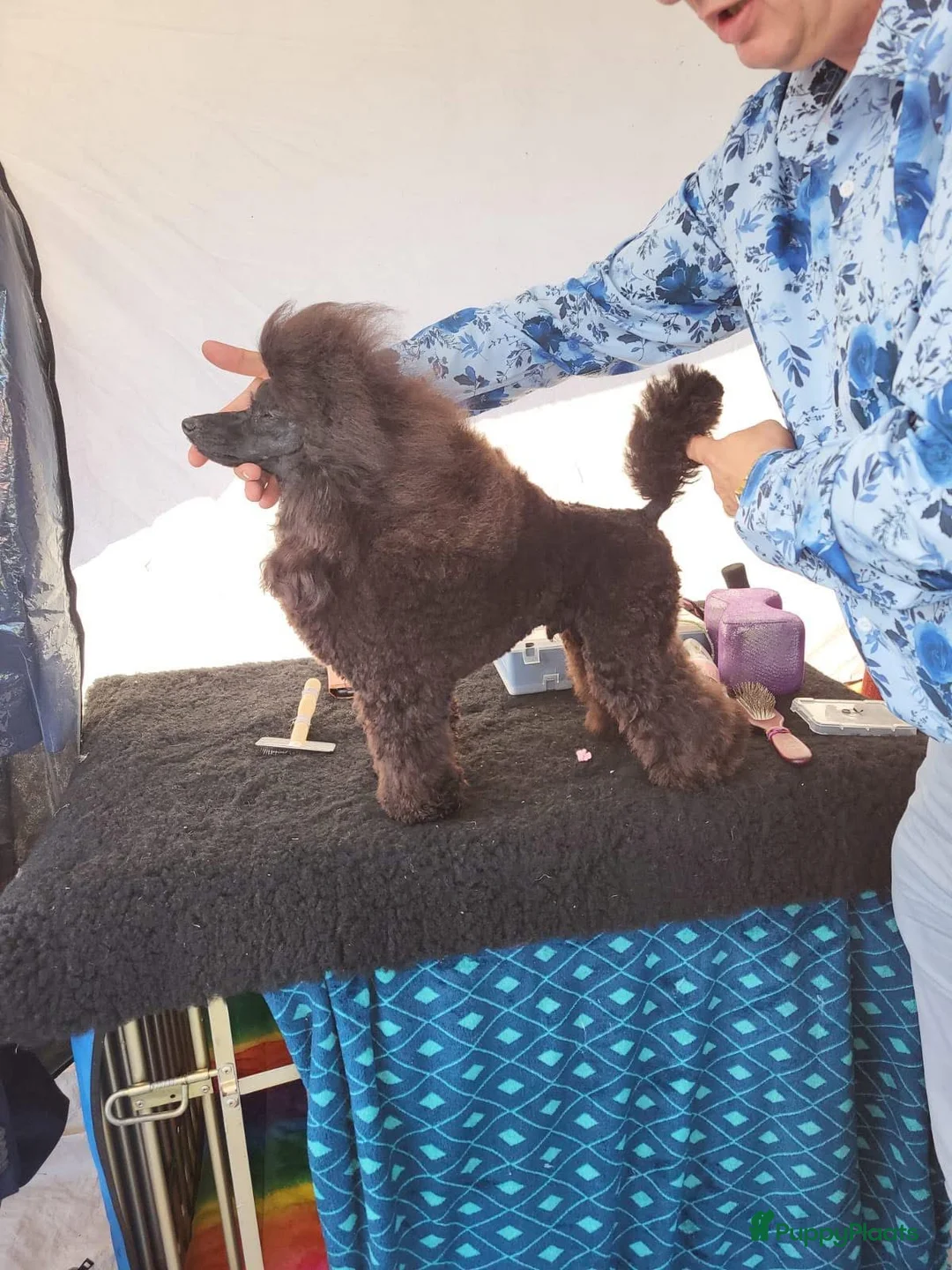 Dwergpoedel honden te koop: Dwerg Toy poedel pup - Advertentie 7