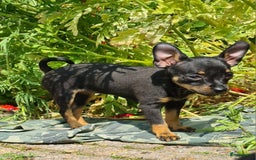 Praagse Rattler honden te koop: 100% Praagse rattler kleine hond  - Afbeelding 2