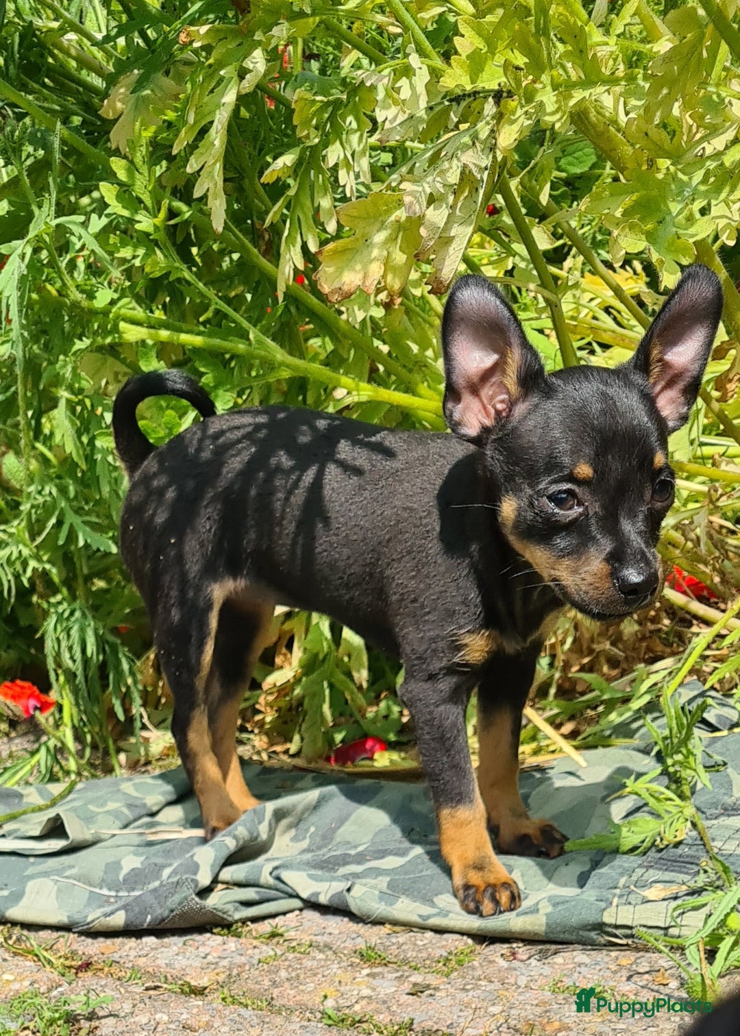 Praagse Rattler honden te koop: 100% Praagse rattler kleine hond  - Afbeelding 2