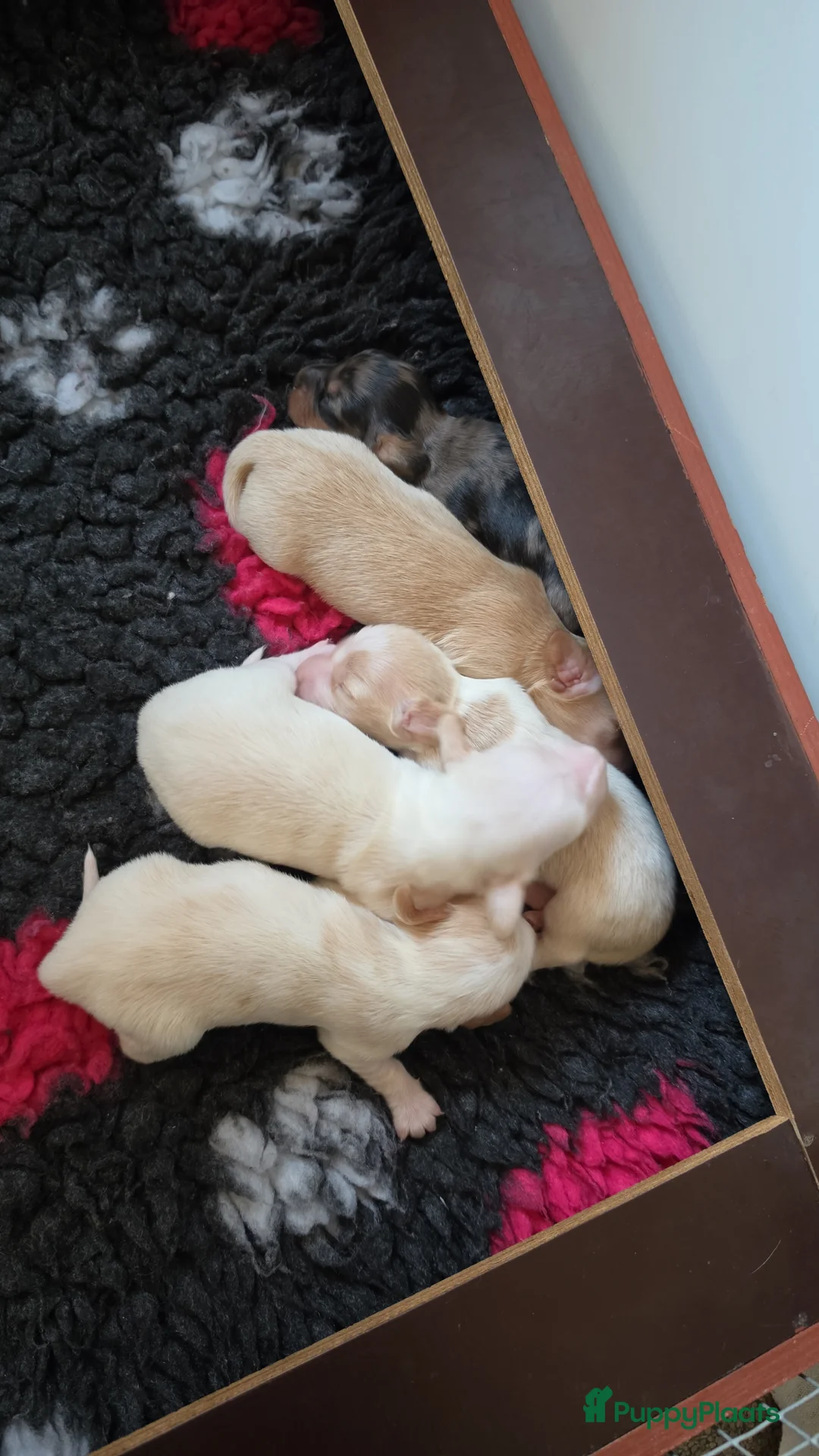 Teckel (langhaar) honden te koop: Prachtige langhaar dwerg pups geboren creame - Advertentie 5