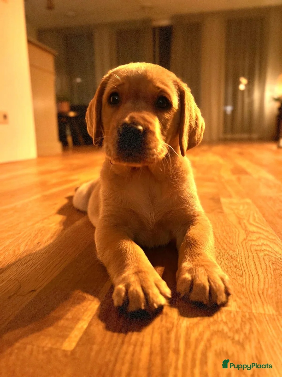 Labrador Retriever honden te koop: NEST AANKONDIGING LABRADOR PUPS - Advertentie 37