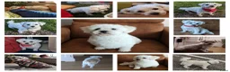 Maltipoo honden te koop: Kleinblijvende Maltipoo F1b donker abrikoos - Advertentie 5