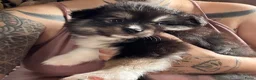 Pomsky honden te koop: 6 pomskys in Langeweg - Advertentie 21