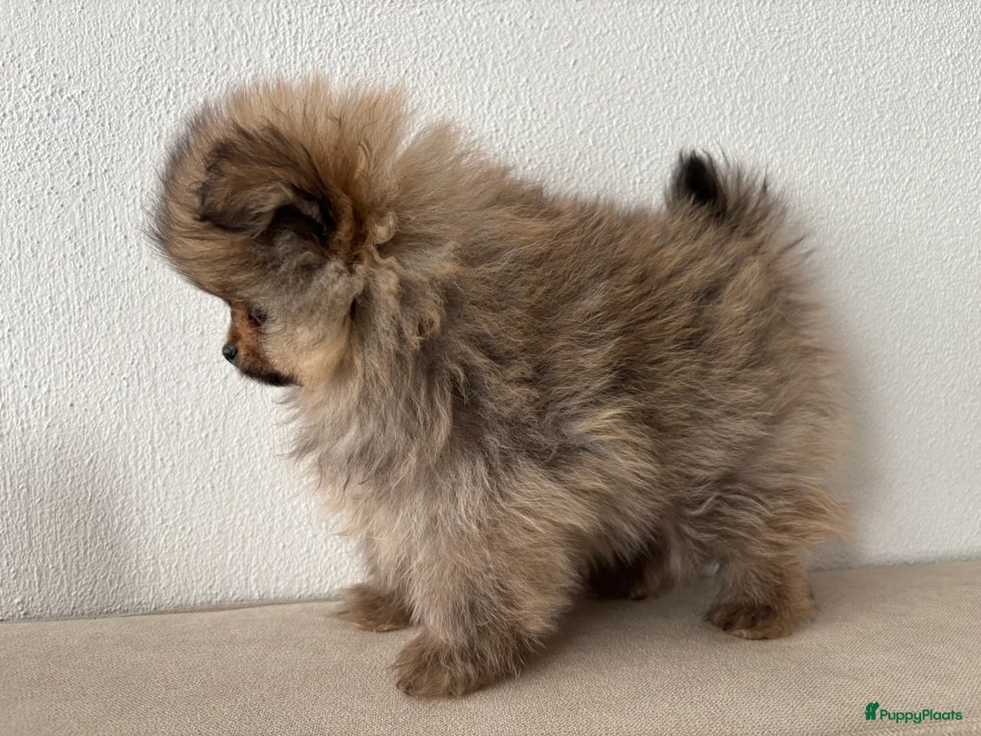 Pomeriaan honden te koop: 2 pomeriaan reutjes te koop - Advertentie 5