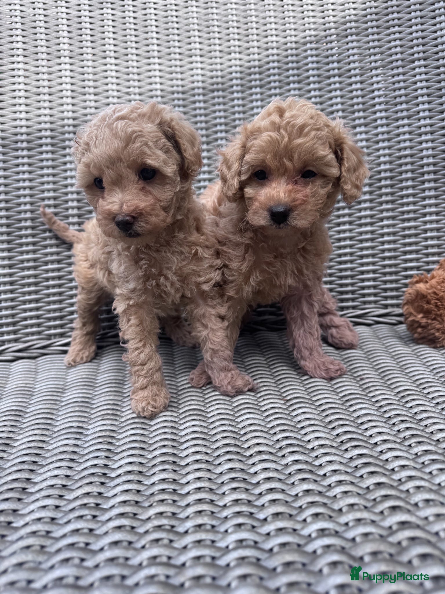 Maltipoo honden Maltipoo teefjes puppy's te koop - Advertentie 2