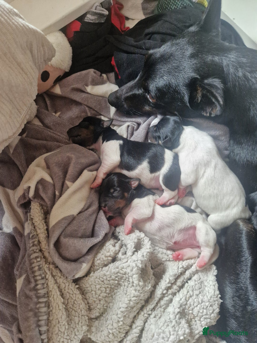 Jack Russel Terriër honden te koop: Lieve jack russel pups - Afbeelding 11