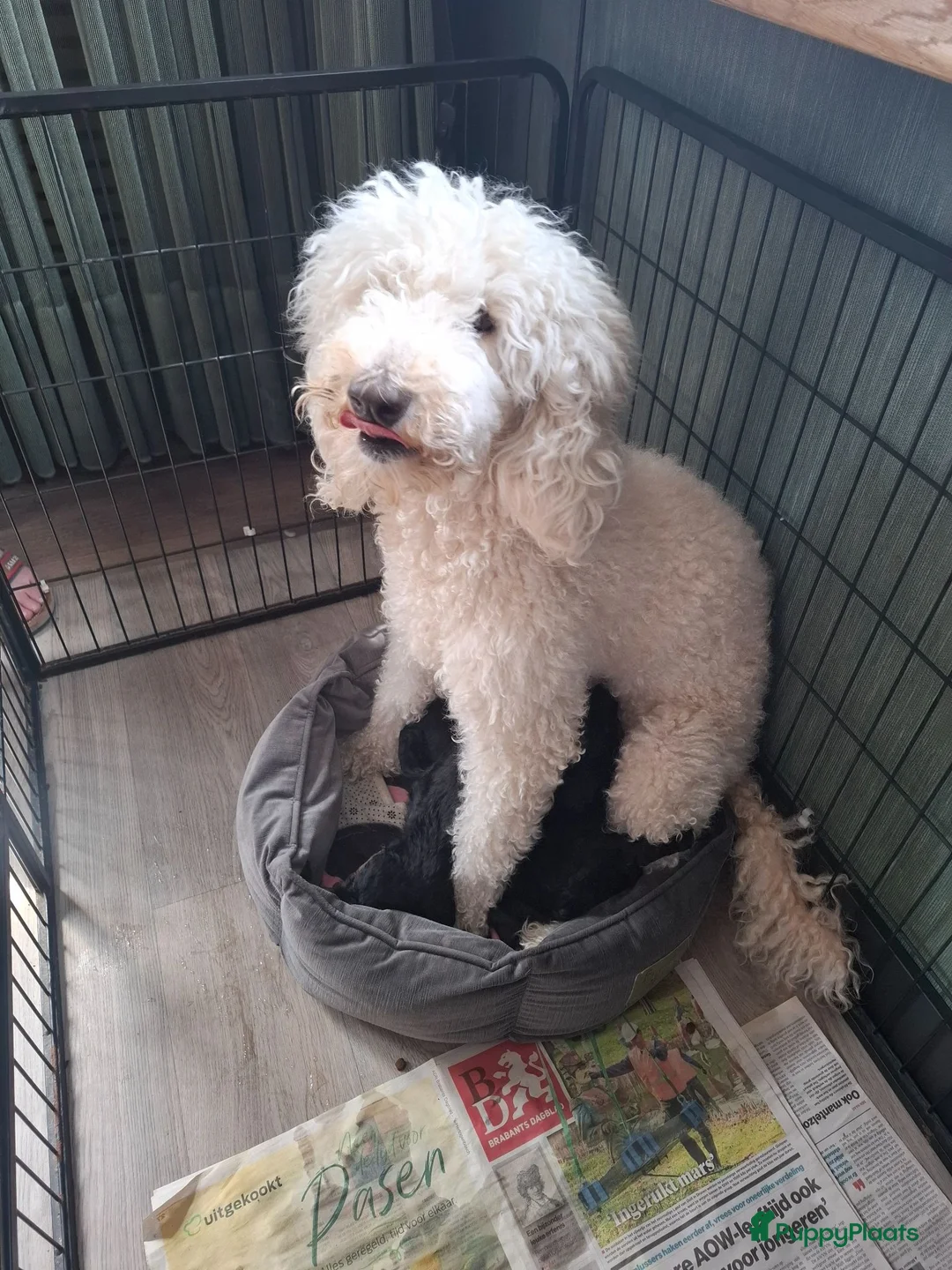 Cockapoo honden te koop: Cockapoo pup  - Advertentie 2