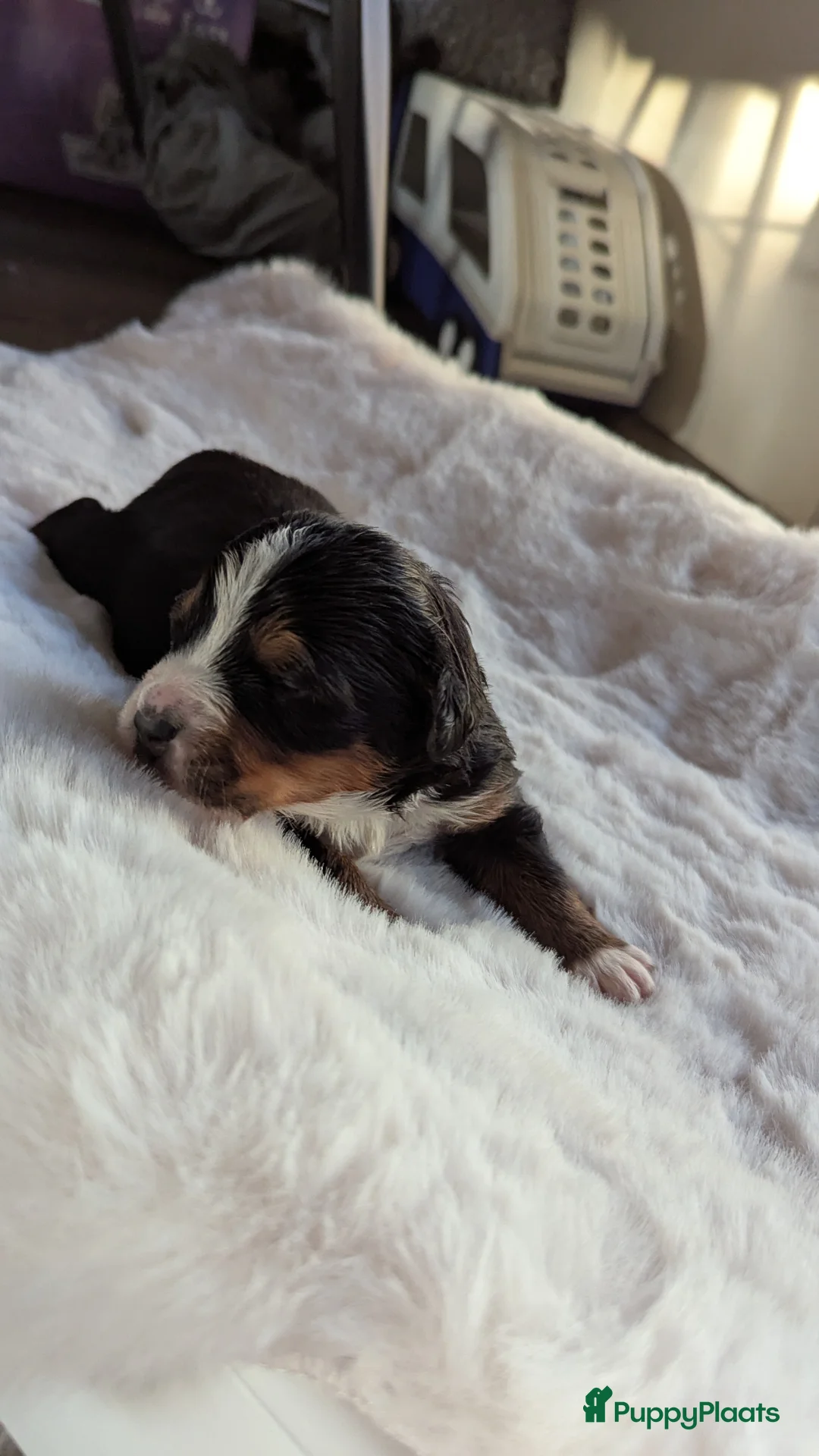 Berner Sennenhond honden te koop: Mooie Bernerpups - Advertentie 17