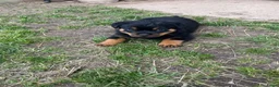 Rottweiler honden te koop: Pups rotweiler in Weert - Advertentie 5