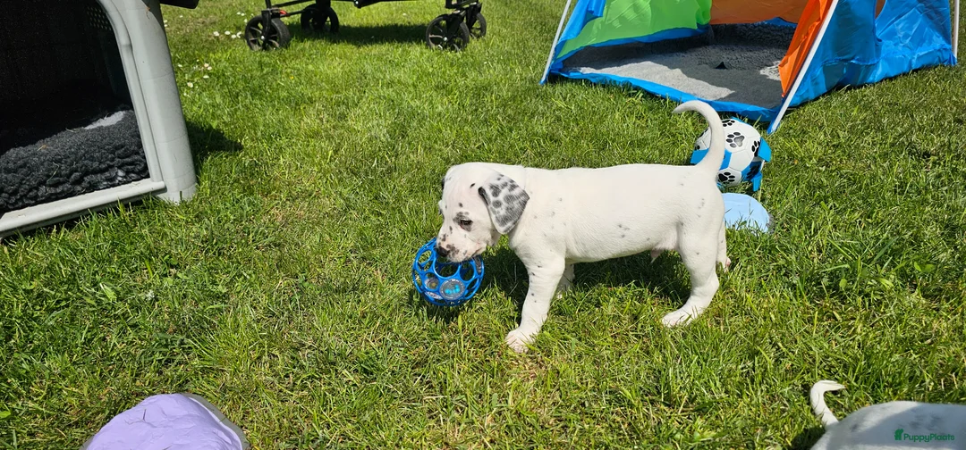 Dalmatiër honden te koop: Dalmatiër pups met stamboom  - Advertentie 2