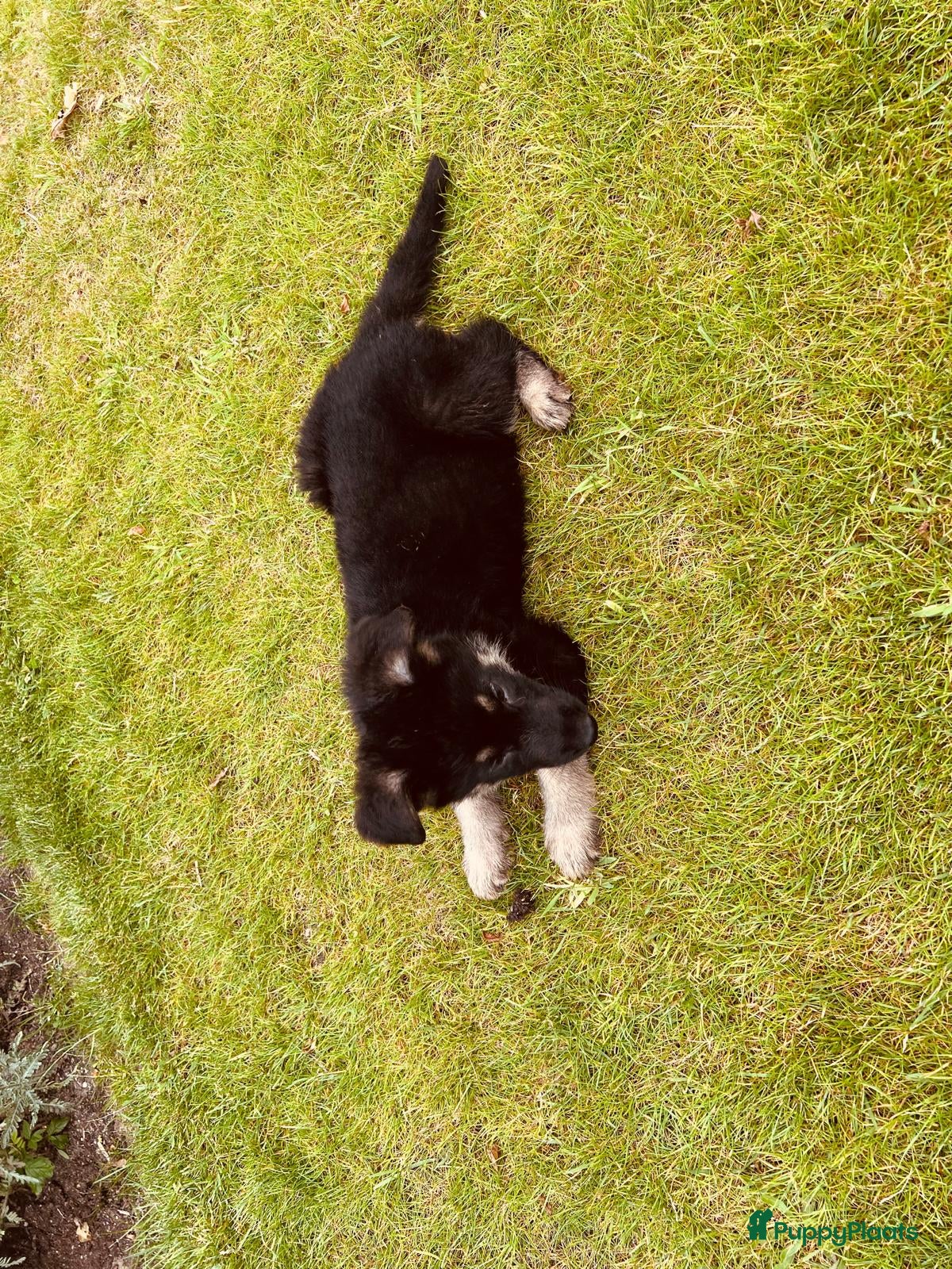 Duitse Herder honden Prachtige Duitse herder pups - Advertentie 2