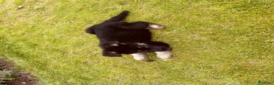 Duitse Herder 9
