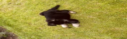 Duitse Herder honden te koop: Prachtige Duitse herder pups - Advertentie 2