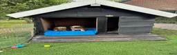 Overig honden te koop: Schattige Puppy's te koop - Advertentie 10