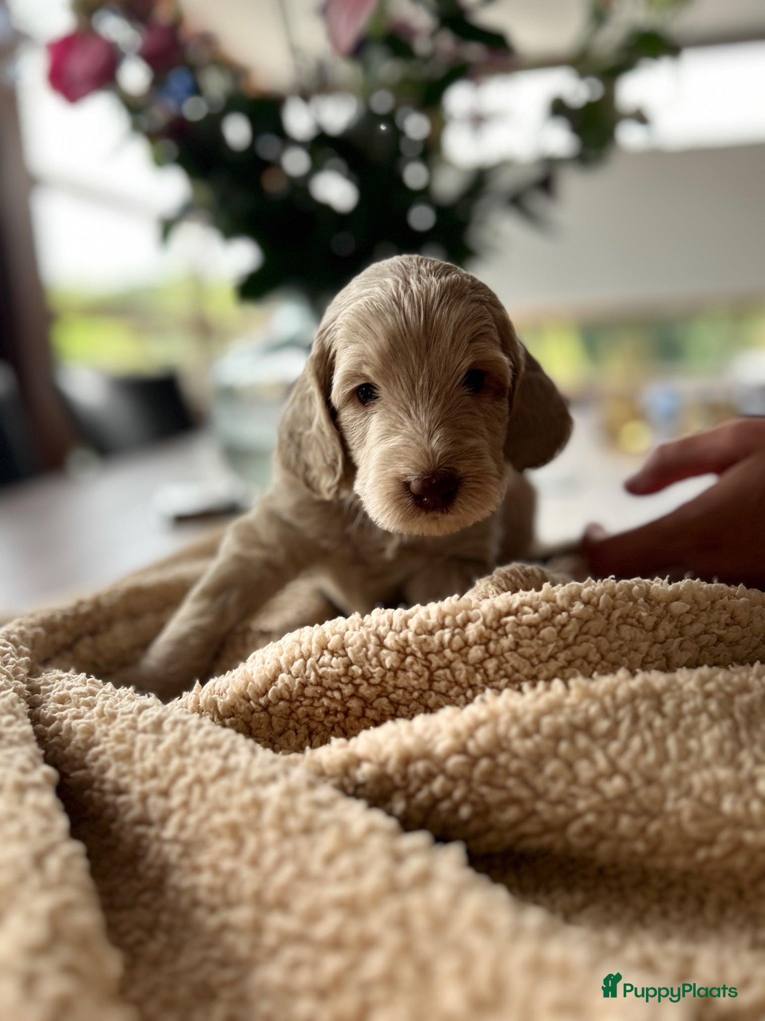 Australian Labradoodle honden Prachtige Australische labradoodle pup  - Advertentie 8