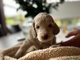 Australian Labradoodle honden Prachtige Australische labradoodle pup - Advertentie 8