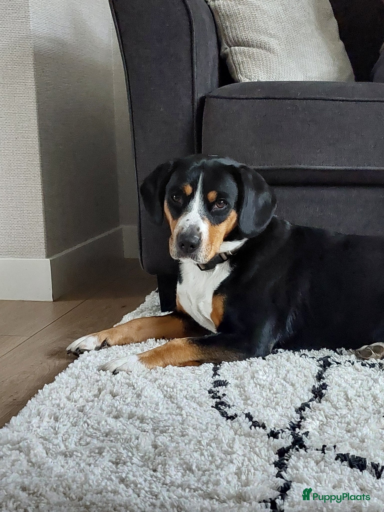 Entlebucher Sennenhond honden te koop: ■ PUP Entlebucher Sennenhond - Advertentie 1