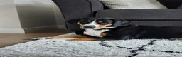 Entlebucher Sennenhond honden te koop: ■ PUP Entlebucher Sennenhond in Rijssen - Advertentie 1