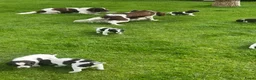 Heidewachtel honden te koop: Heidewachtel pups - Advertentie 6