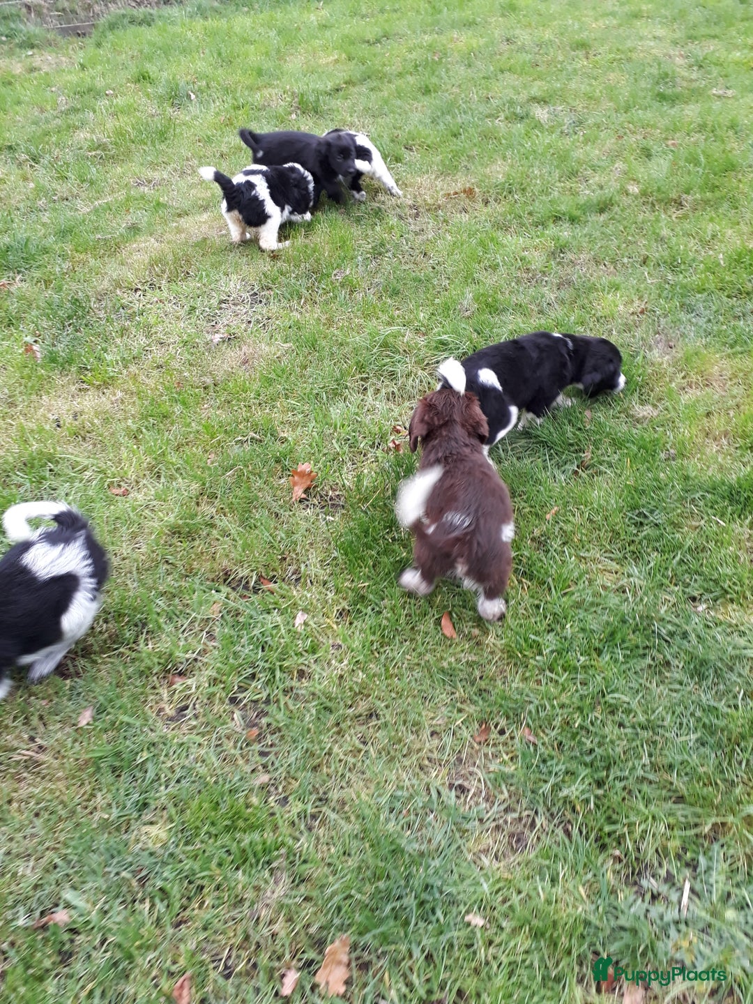 Kruising honden te koop: Leuke en lieve kruising pups(1 reutje beschikbaar) - Advertentie 17