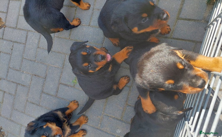 Rottweiler honden - Advertentie 1