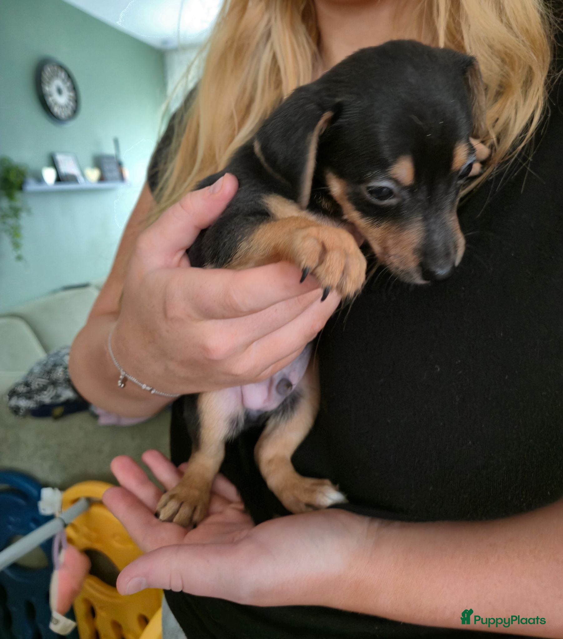 Jack Russel Terriër honden Nog 1 black and tan reutje - Advertentie 3