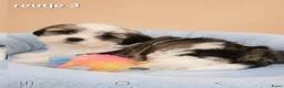 Boomer honden te koop: Super mooie boomer pups. Shih tzu  - Advertentie 21