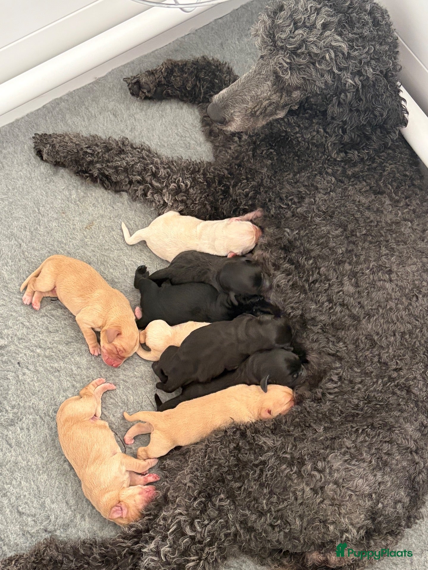 Labradoodle honden Lieve labradoodle pups  - Advertentie 1