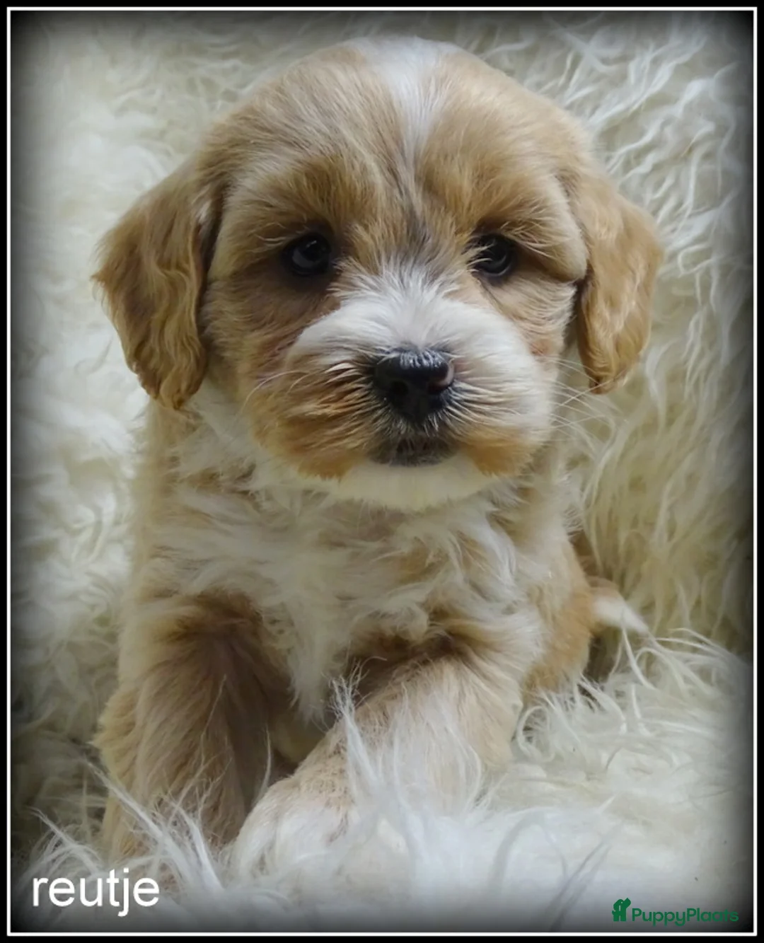 Maltipoo honden te koop: Maltipoo F1b pup reutje - Advertentie 1