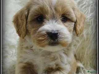 Maltipoo honden Maltipoo F1b pup reutje - Advertentie 1