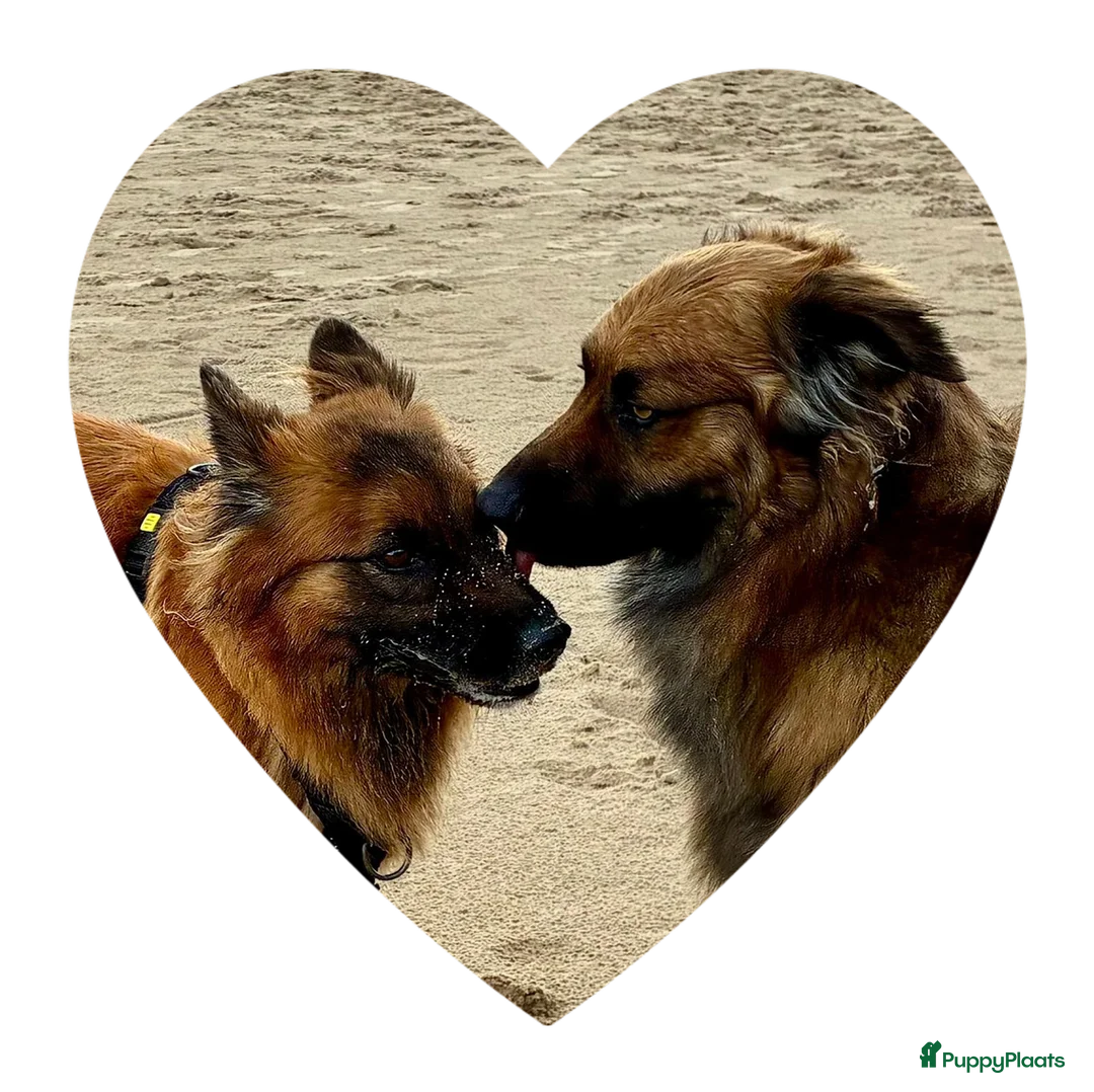 Tervuerense Herder honden te koop: Eerste Baskische herder nestje van Nederland! - Advertentie 1