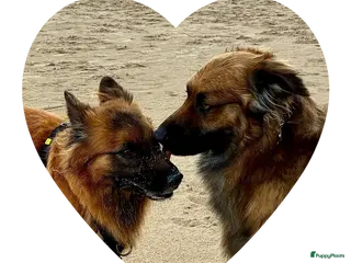 Tervuerense Herder honden Eerste Baskische herder nestje van Nederland! - Advertentie 9