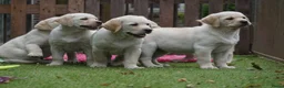 Labrador Retriever honden te koop: Authentieke Gele Labrador Pups Met Stamboom  - Advertentie 5