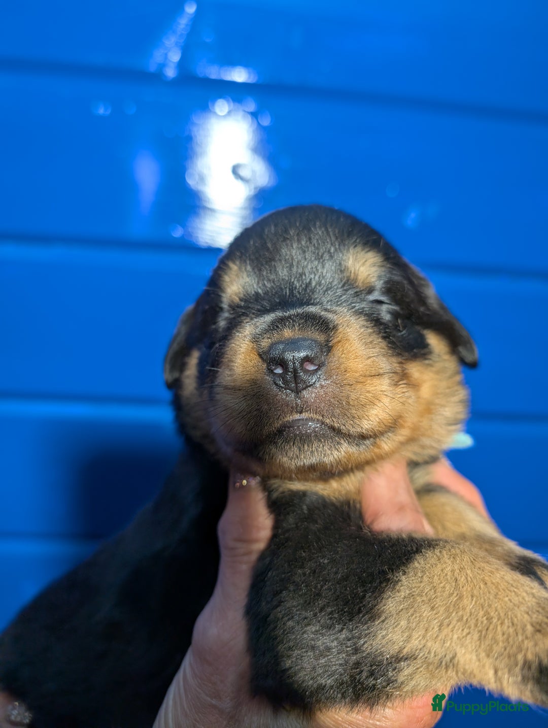 Rottweiler honden te koop: Zeer mooie rottweiler pups   - Advertentie 28