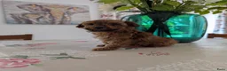 Maltipoo honden te koop: Maltipoo pups - Advertentie 8