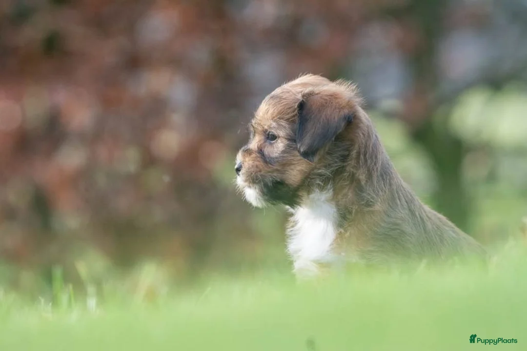 Shihpoo honden te koop: mooie kleinblijvende shihpoo doodle mini  - Advertentie 15