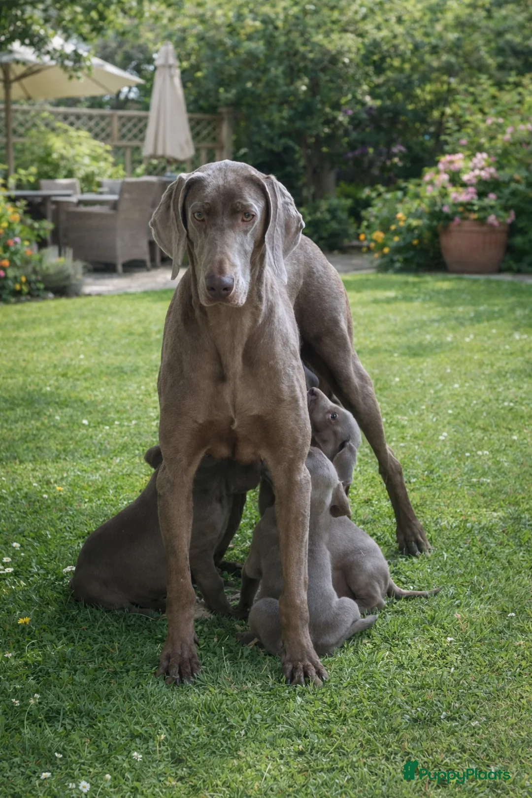 Weimarse Staande Hond korthaar honden te koop: Weimaraner pups - Advertentie 16
