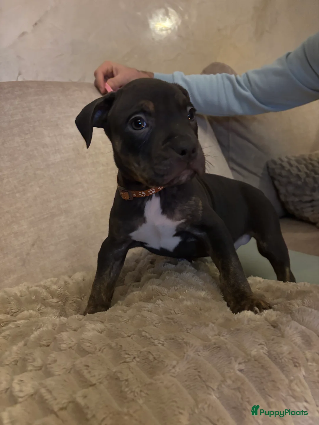 Amerikaanse Bully honden te koop: Amerikaanse bully xl - Advertentie 4