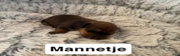Kruising honden te koop:  Dwergpincher x Chihuahau X Kaninchenteckel pups. - Advertentie 7