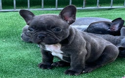 Franse Bulldog honden te koop: Franse Bulldog pups in huis opgevoed  - Afbeelding 1