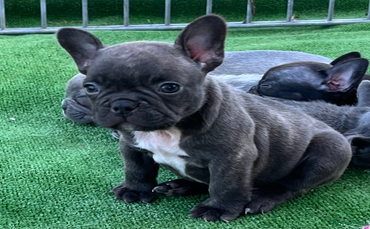 Franse Bulldog honden - Advertentie 4
