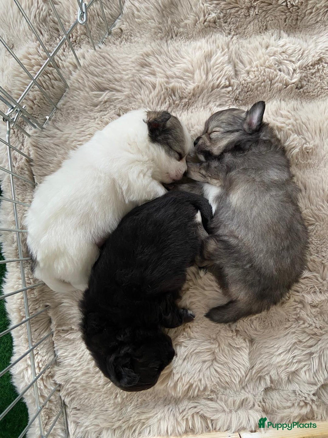 Pomchi honden te koop: Pomchi reutje - Advertentie 15