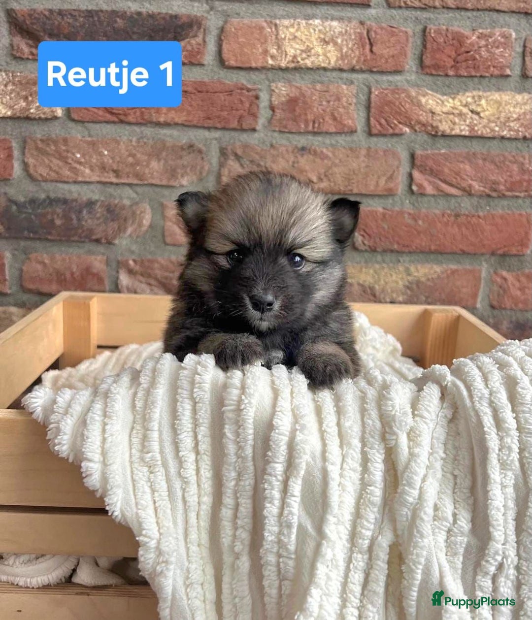 Kruising honden te koop: Mooie pomsky pups te koop - Advertentie 2