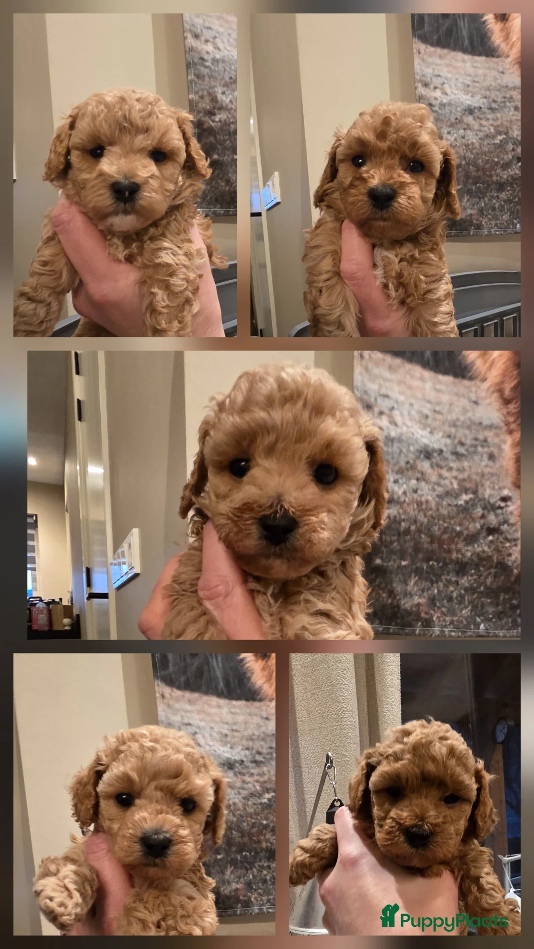 Poedel Toy honden te koop: Toy x dwergpoedel  - Advertentie 8