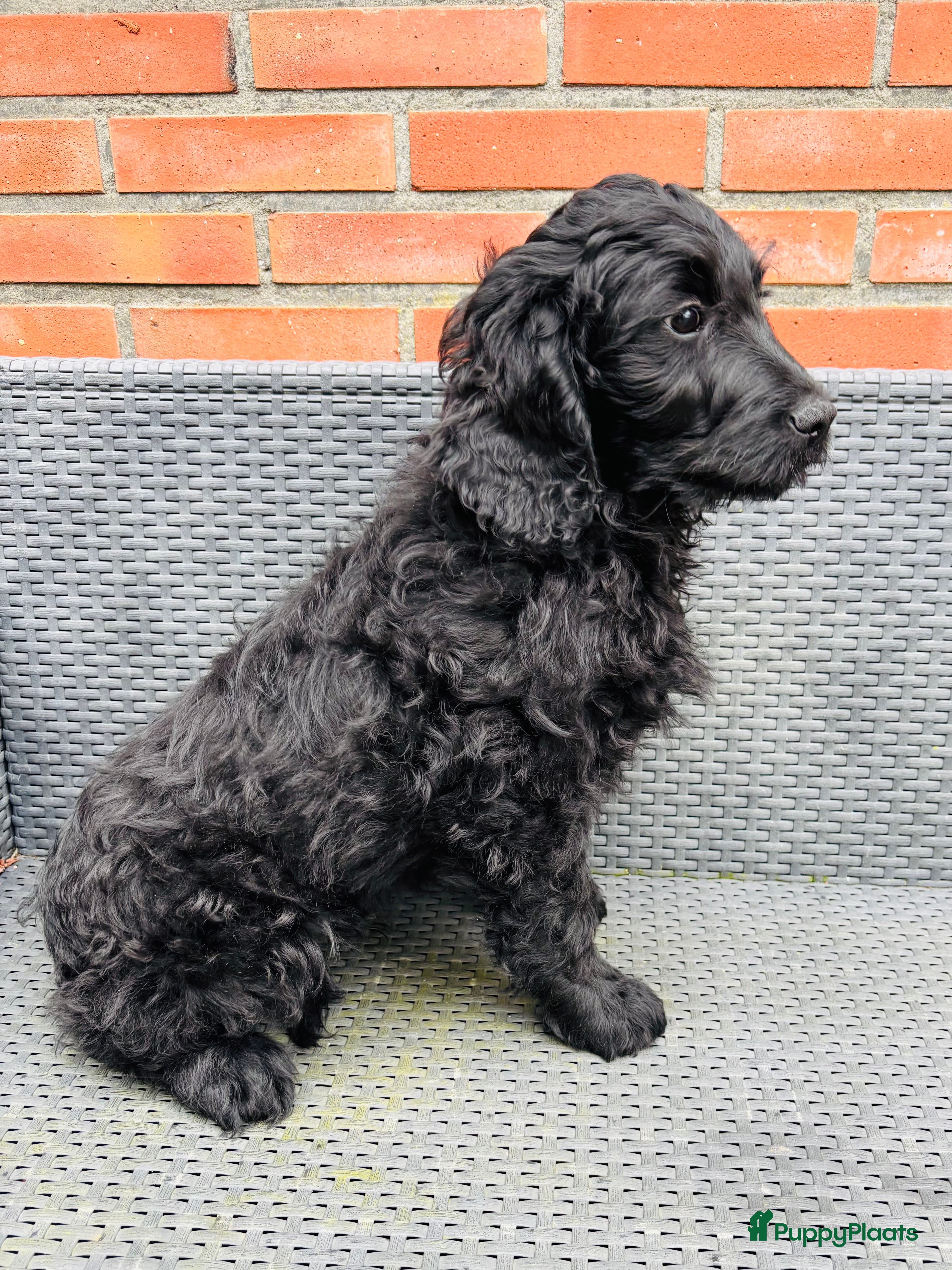 Goldendoodle honden Goldendoodle Pup reutje  - Advertentie 2