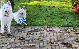 Zwitserse Witte Herdershond honden te koop: raszuivere lieve zwitserse witte herder pups in Nieuwland - Afbeelding 13