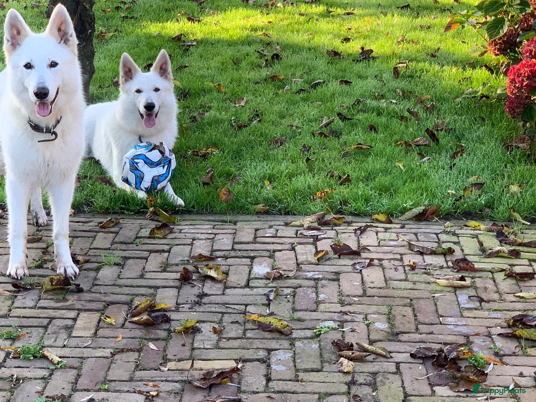 Zwitserse Witte Herdershond honden te koop: raszuivere lieve zwitserse witte herder pups in Nieuwland - Afbeelding 13