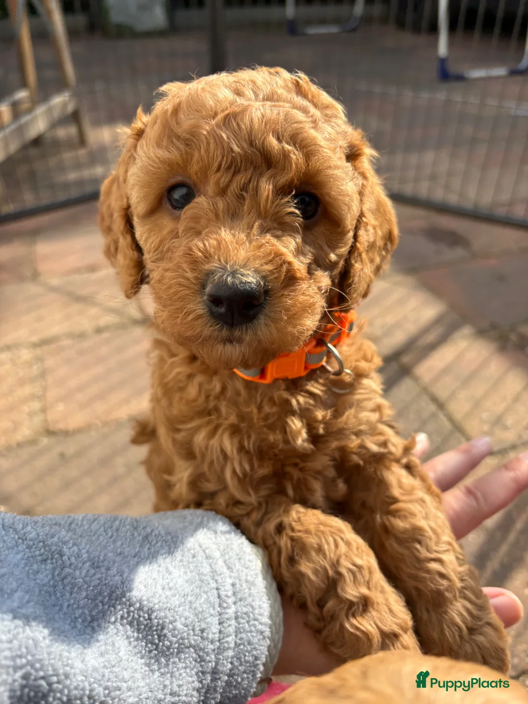 Kruising honden te koop: Lief mini doodle pupje (teefje) - Advertentie 5