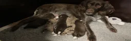 Kruising honden te koop: Prachtige pups Heidewachtel/ Australian Shepperd - Advertentie 12