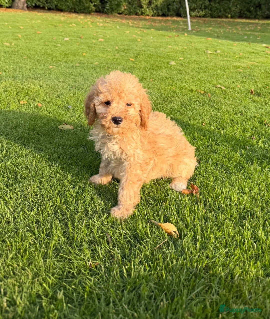 Labradoodle honden te koop: Dwergpoedel x Labradoodle pups - Advertentie 1